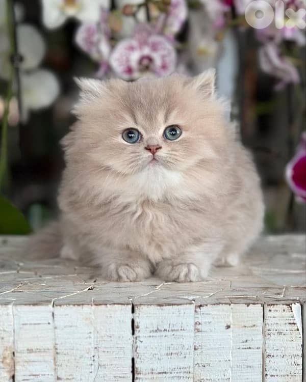 british & persian & scottish 5