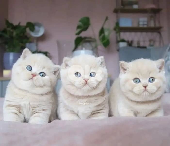 british & persian & scottish 6