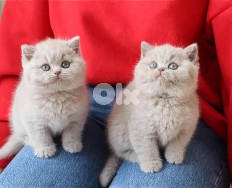 british & persian & scottish 7