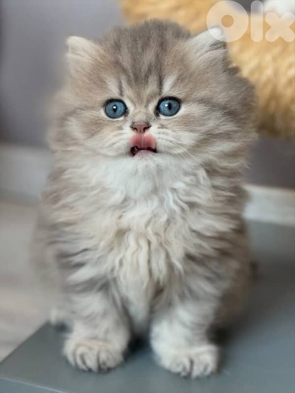 british & persian & scottish 8