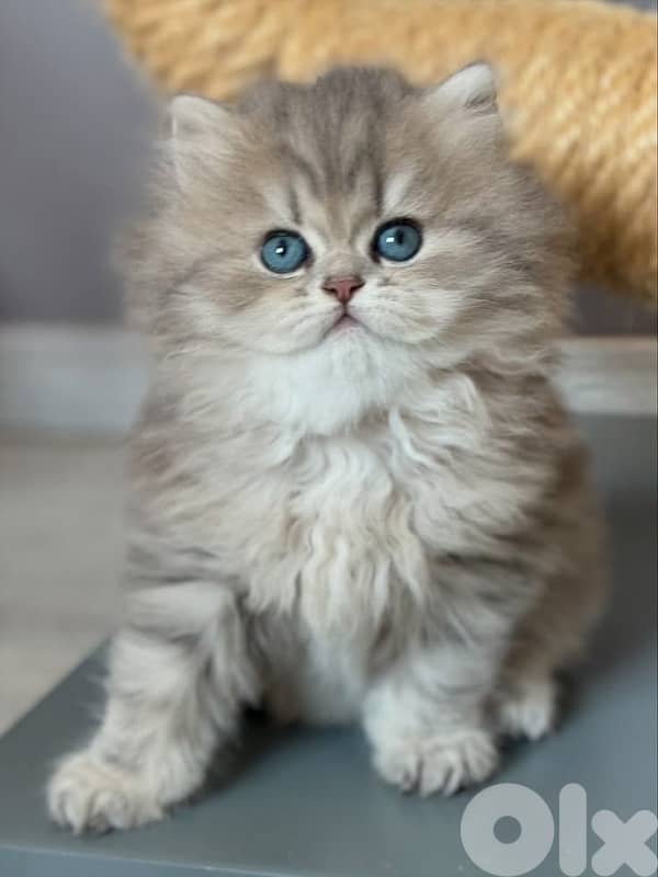 british & persian & scottish 9