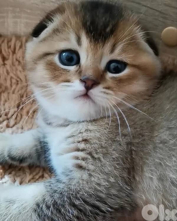 british & persian & scottish 11