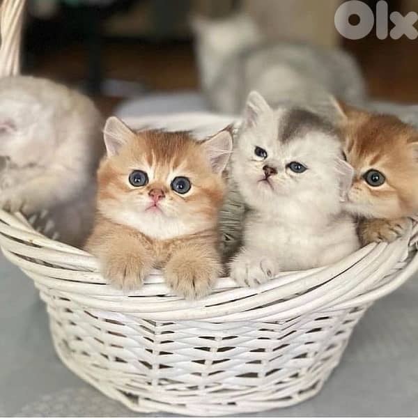 british & persian & scottish 12