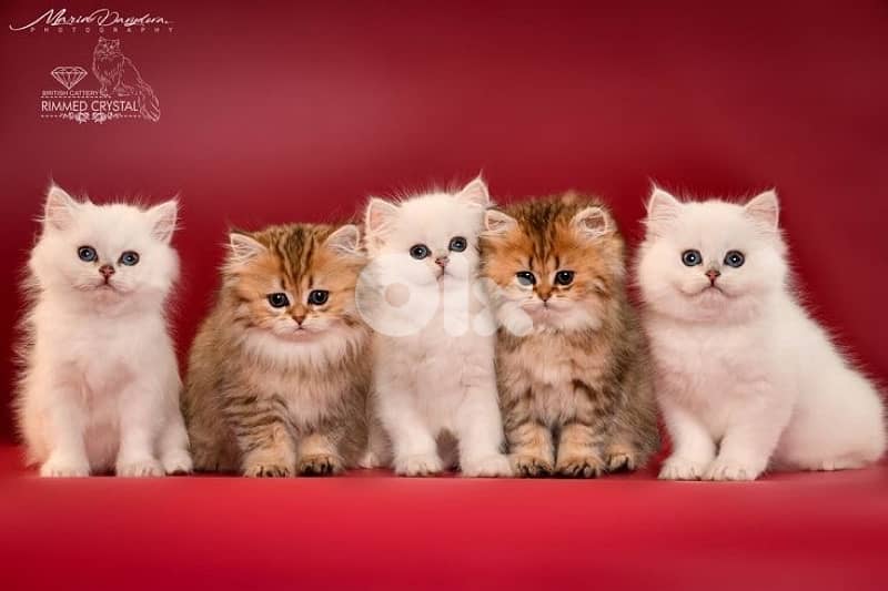 british & persian & scottish 13