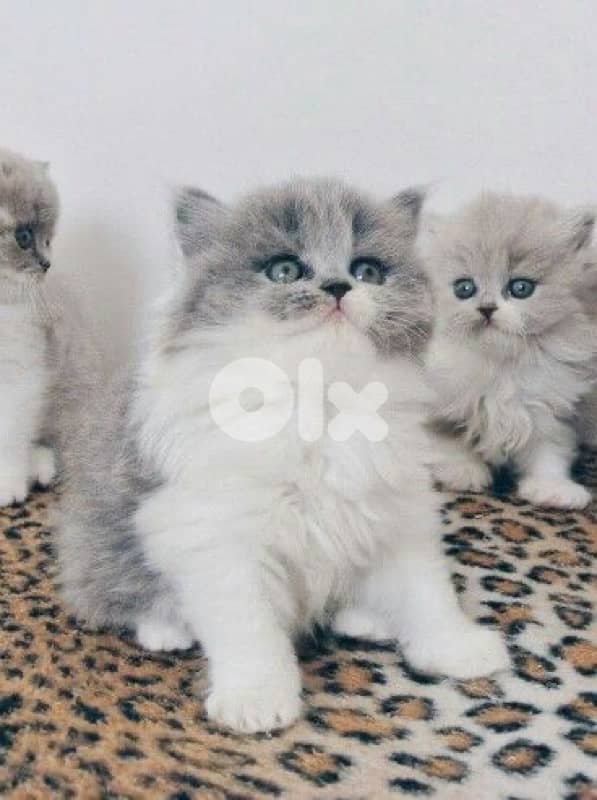 british & persian & scottish 14