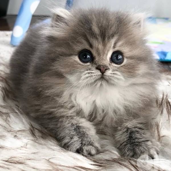 british & persian & scottish 15