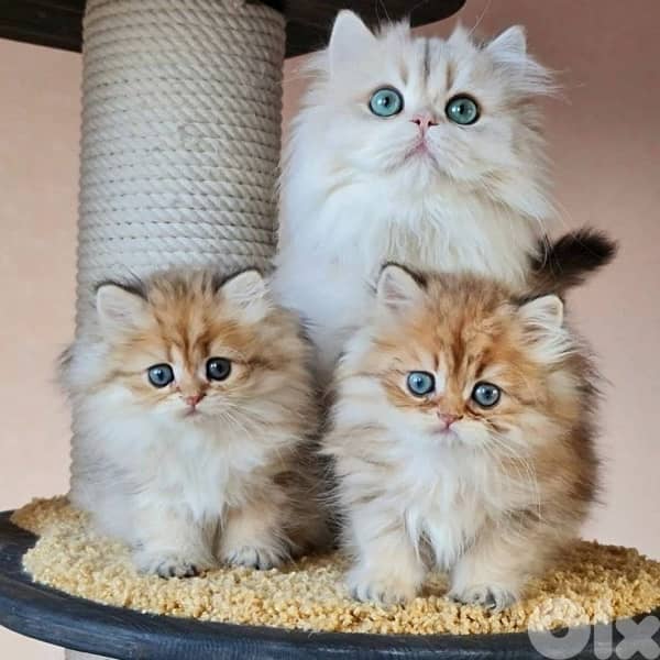 british & persian & scottish 16