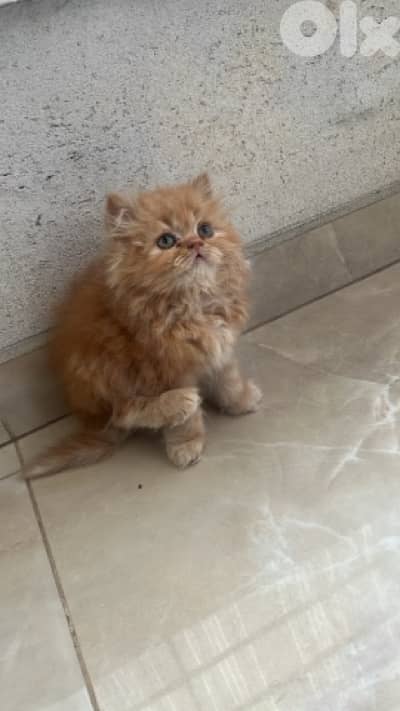 Luxury Persian Kitten