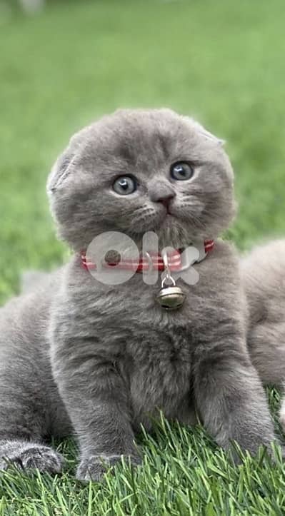 scottish male and female