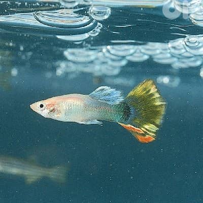 Fish Pet Guppies Guppie