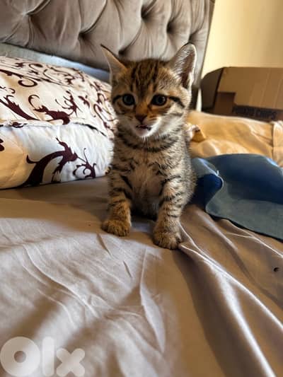 2 small British short hair kittens