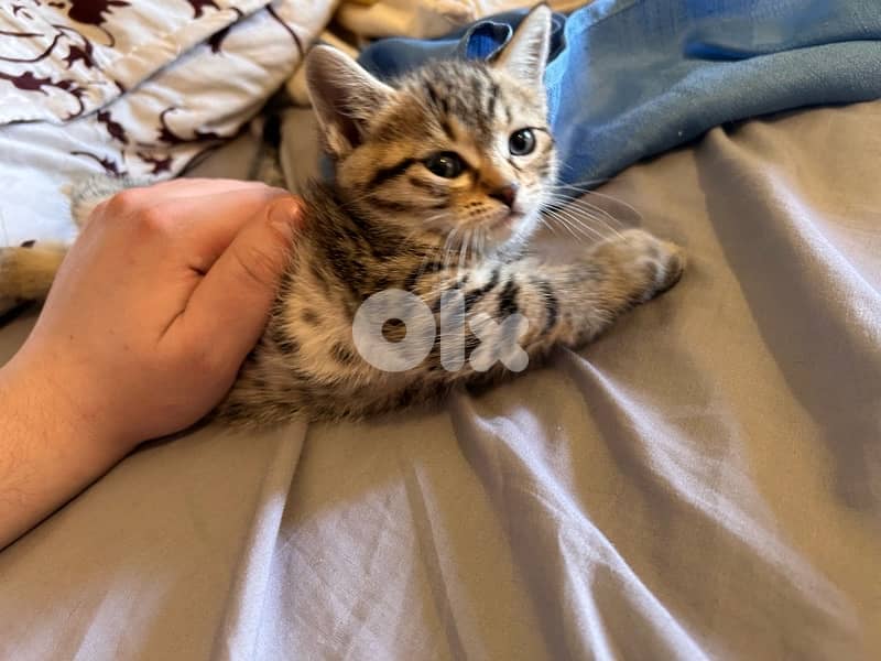 2 small British short hair kittens 1
