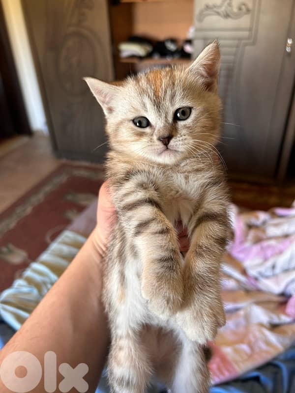 2 small British short hair kittens 4
