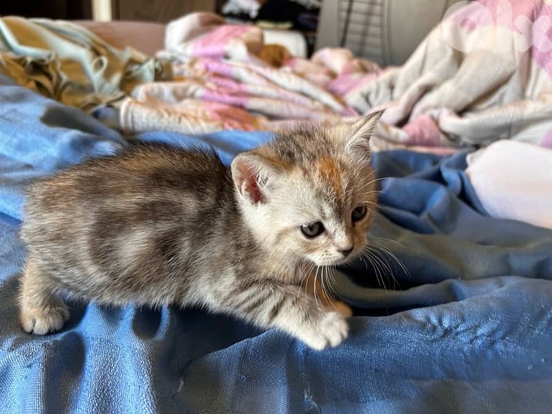 2 small British short hair kittens 6