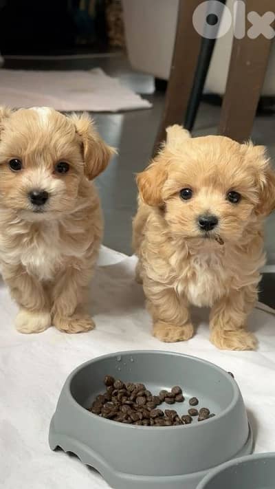 maltipoo puppies