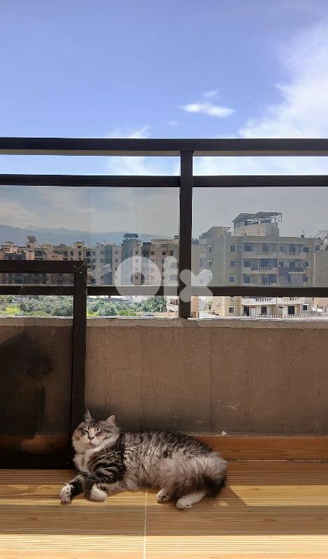 persion mix high quality silver tabby and white!!! 16