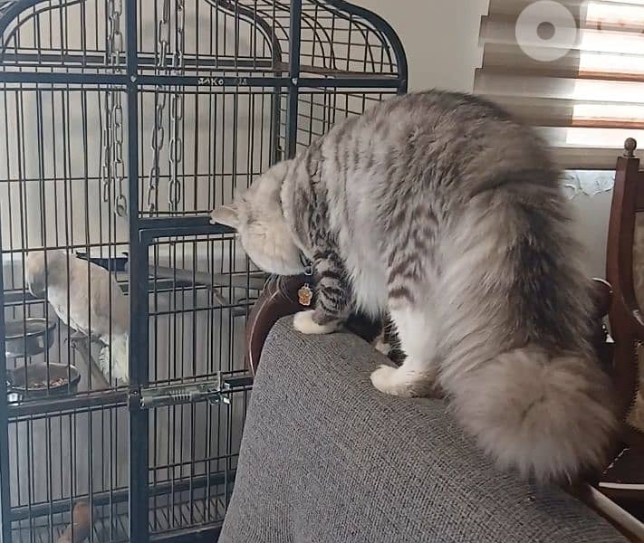 persion mix high quality silver tabby and white!!! 17