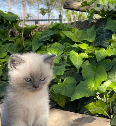 Kittens