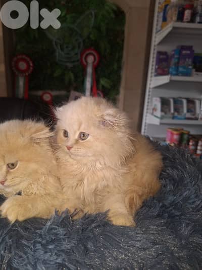 kitten scotish fold long hear