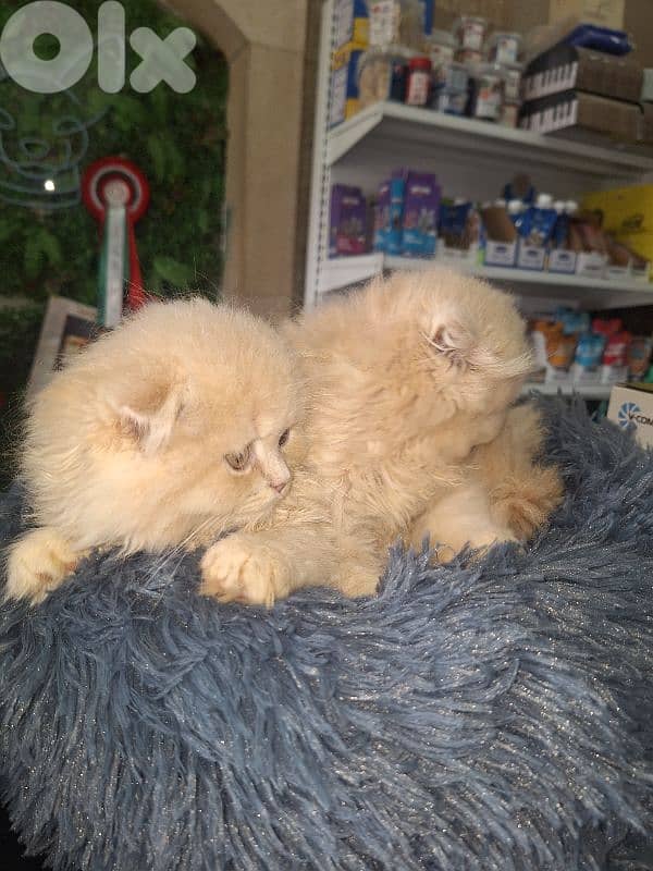 kitten scotish fold long hear 1