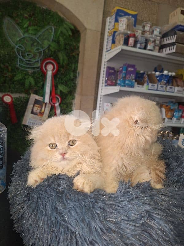 kitten scotish fold long hear 2