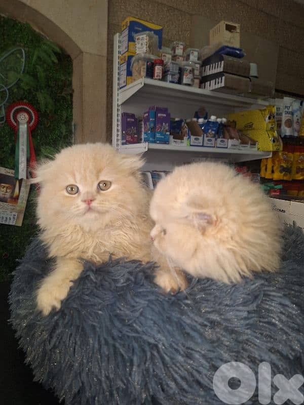 kitten scotish fold long hear 3