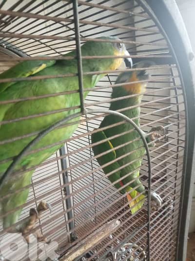 زوج ببغاء امازوني اورانج وينغ