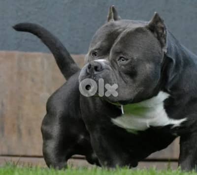 american bully