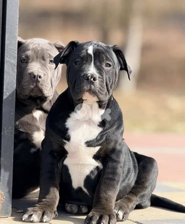 american bully 2