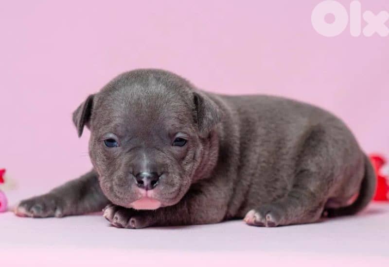 american bully 3