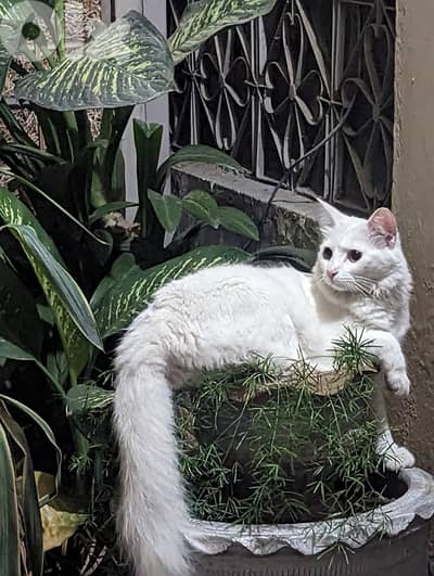turkish angora