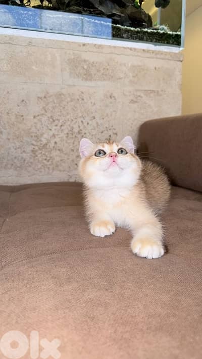 * Premium Golden Chinchilla Kittens – Imported Bloodline