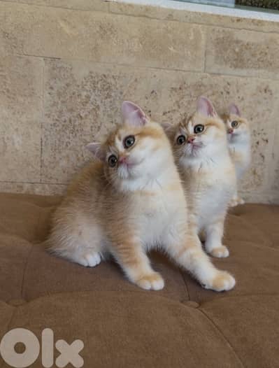 * Premium Golden Chinchilla Kittens – Imported Bloodline