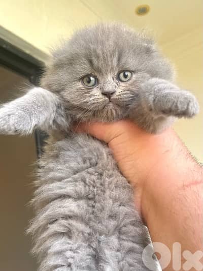 Scottish fold cat pure bred