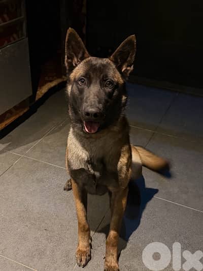 belgian malinois