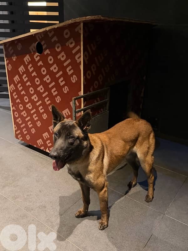 belgian malinois 1