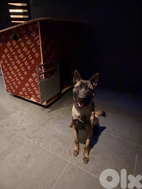 belgian malinois 2
