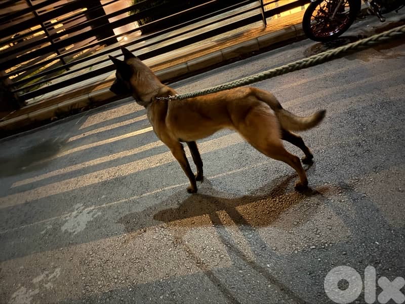 belgian malinois 3