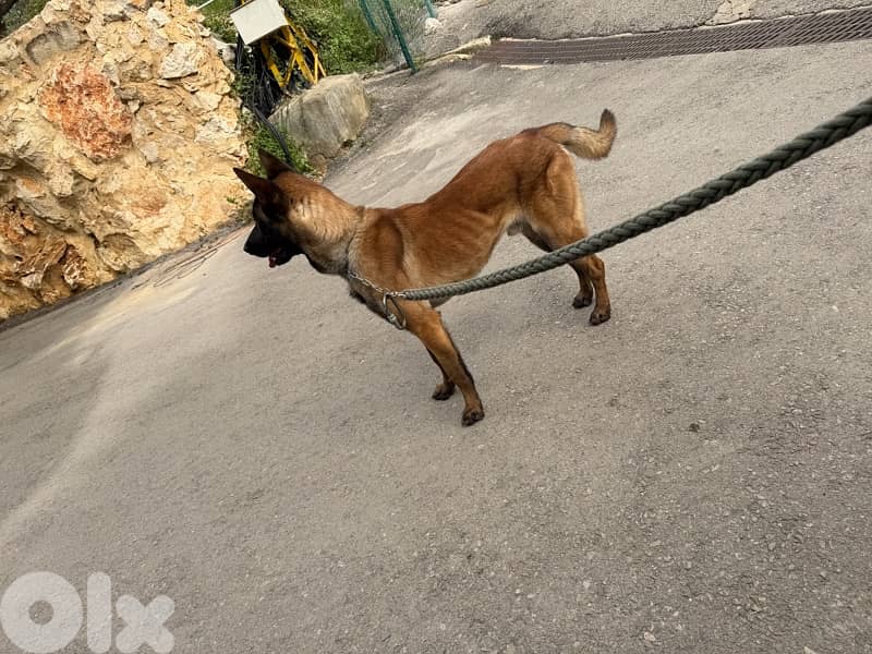 belgian malinois 4