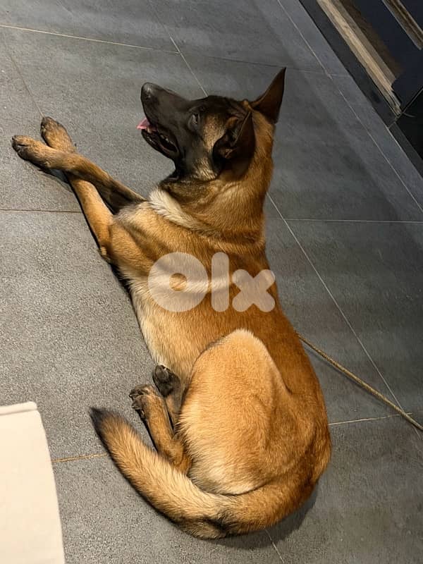 belgian malinois 5