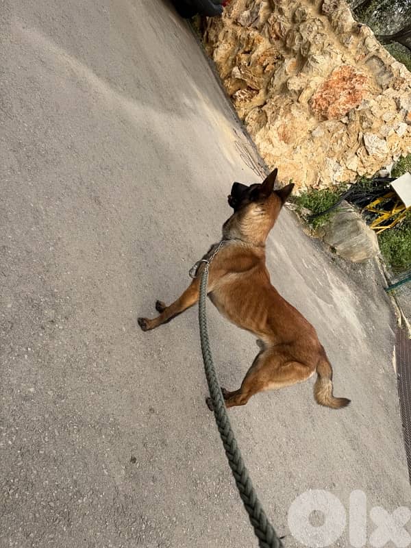 belgian malinois 6