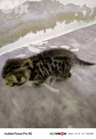 لبنان لجنوب