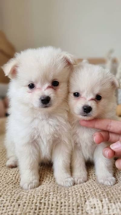 Pomeranian Spitz Puppies  | Males & Females | 2 Months Old