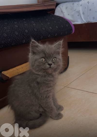 British long hair for sale