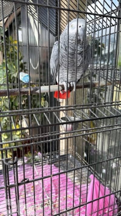 كاسكو مميز للبيع