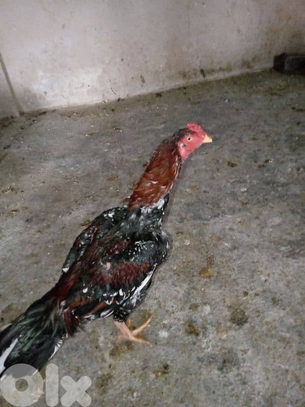 علي النهري 8