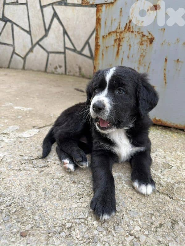 Puppy 2