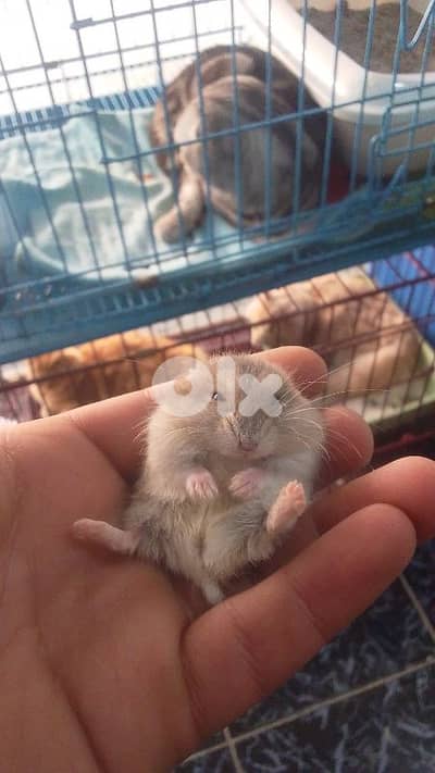 Russian hamster and guinea pigs