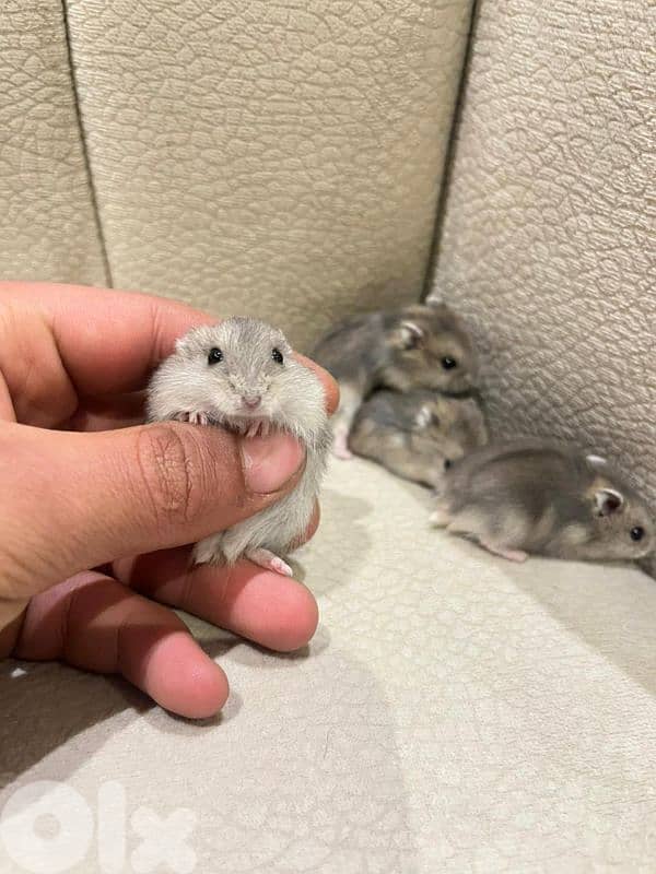 Russian hamster and guinea pigs 5