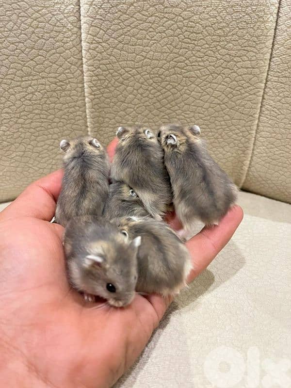Russian hamster and guinea pigs 6